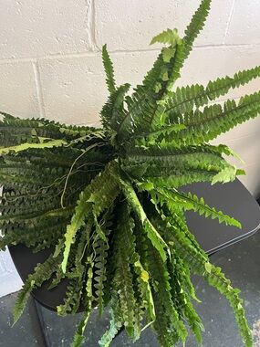 Artificial Boston Fern Plant- NWOT
